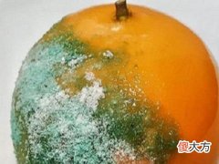 梦见腐烂的橙子