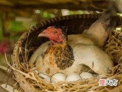 梦见鸡吃虫