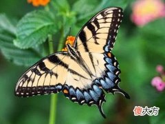 梦见很多蝴蝶飞进家里