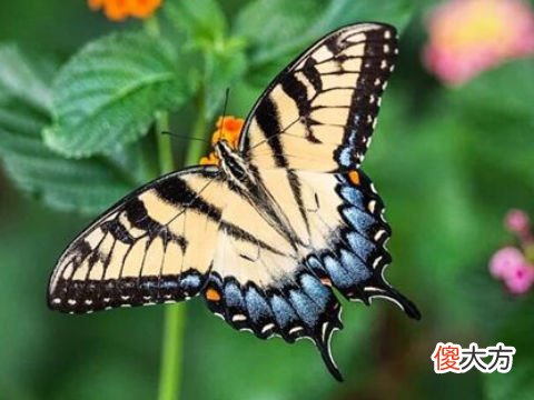 梦见很多蝴蝶飞进家里