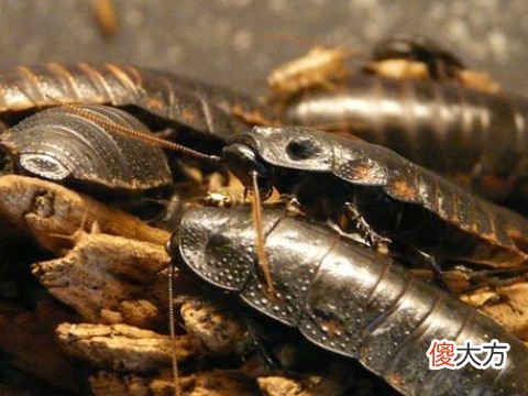 梦见家里好多蟑螂