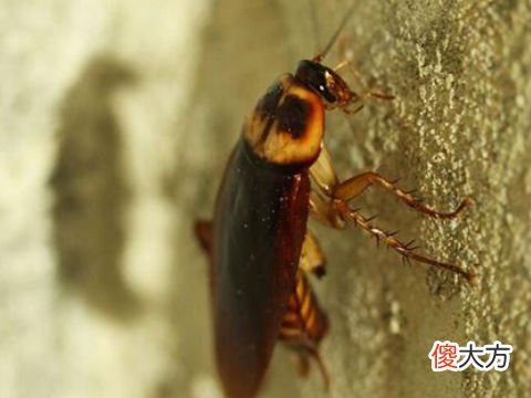 梦见打死许多大蟑螂