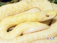 梦见自己进了蛇窝