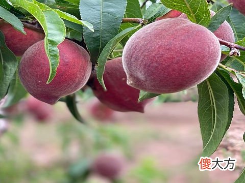 梦见吃树上桃