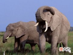 梦见大象在天上走
