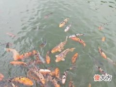 梦见池塘里水波滚滚鱼儿跳