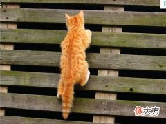 梦见爬墙爬不过去