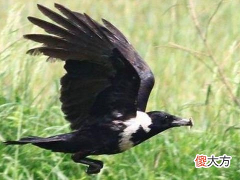 梦见一群黑鸟