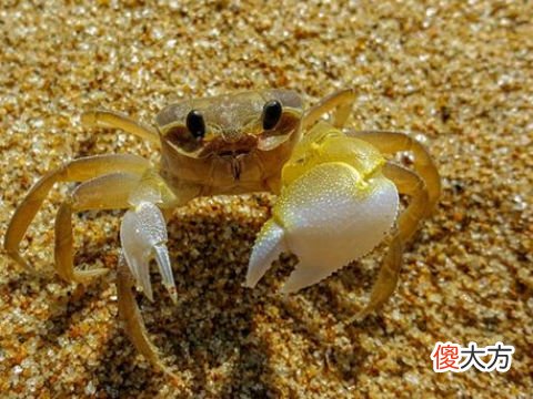 梦见好多的大螃蟹