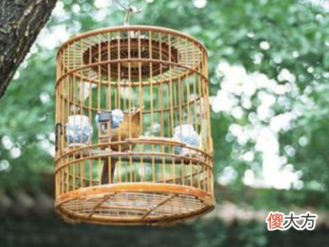 梦见鸟笼子