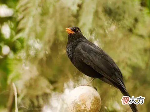 梦见黑鸟