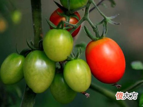 梦见吃小西红柿