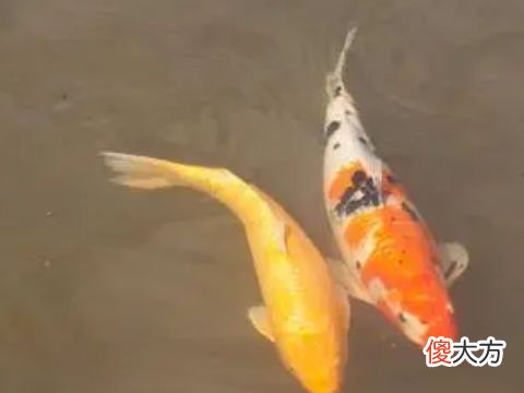 梦见鱼儿逆流而上