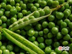 梦见捡豌豆
