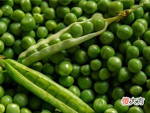 梦见捡豌豆