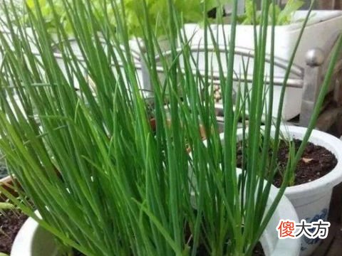 梦见地上长的小葱绿油油的