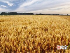梦见收割小麦