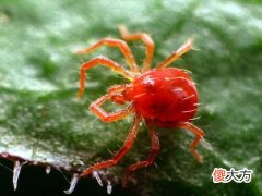 梦见红色的虫子