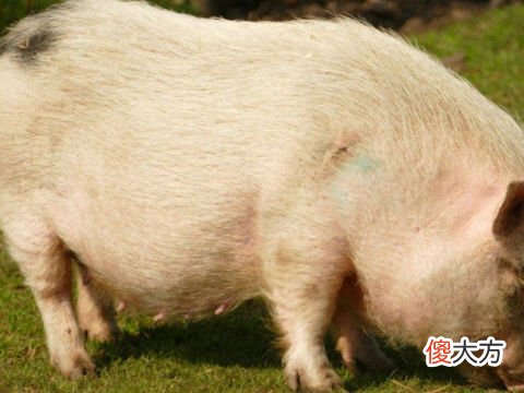 梦见白色大肥猪