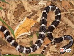 梦见蛇和狐狸
