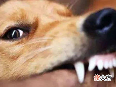 梦见两只大狗咬我