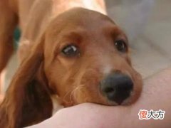 梦见狗狗流血