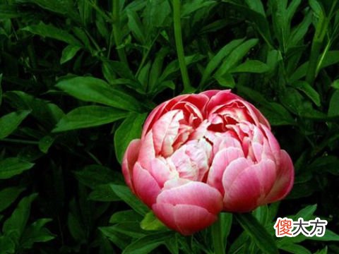 梦见画牡丹