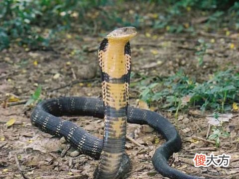 梦见蛇缠腿和腰