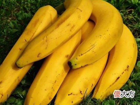 梦见别人摘香蕉