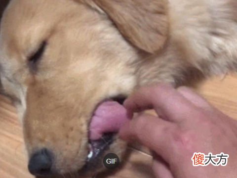 梦见看见狗狗吐