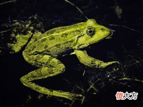 梦见捉到一只癞蛤蟆
