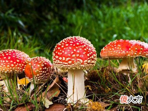 梦见吃香菇