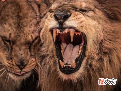梦见猛兽攻击