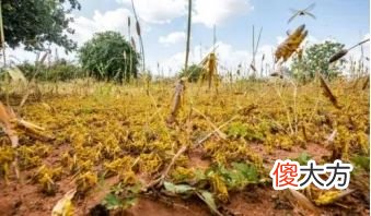 【历史故事】公元前243年，一统六国的秦朝差点被一只虫子灭国，这是为何？