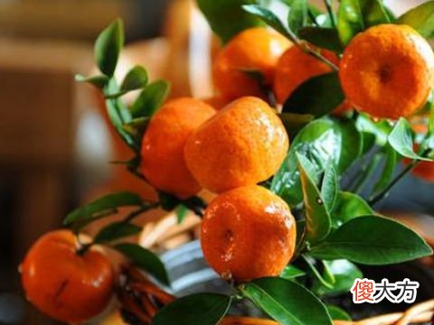 梦见橙子树