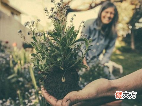 梦见坟墓种花