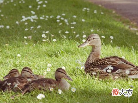梦见杀家禽