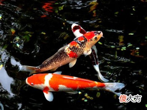 梦见锦鲤