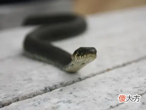 梦见别人砍掉蛇头
