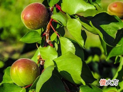 梦见种油桃树
