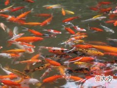 梦见给小动物喂食喂水