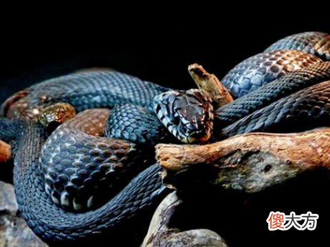 梦见黑蛇盘着