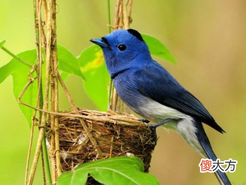 梦见小鸟在头上