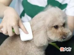 梦见狗掉毛