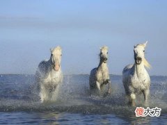 梦见别人骑白马追我