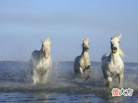 梦见别人骑白马追我