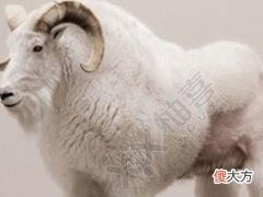 梦见羊怀孕了
