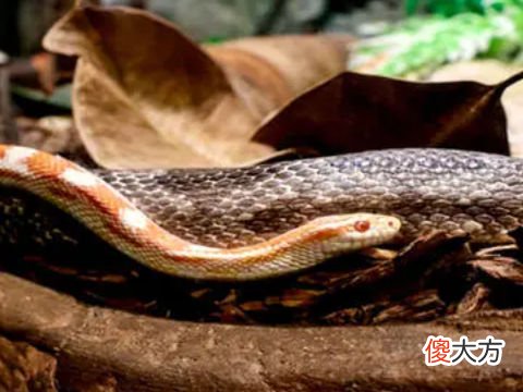 梦见蛇生蛇