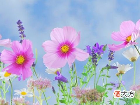 梦见家里有花开