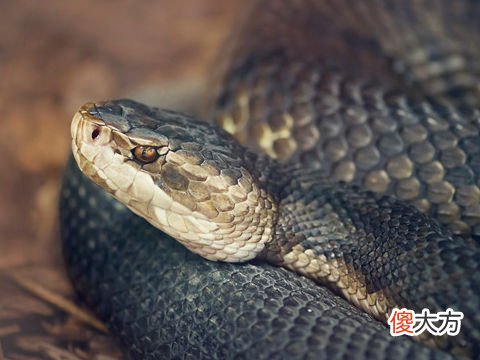 梦见打死一条黑蛇